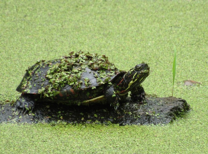 Midland Painted Turtle
